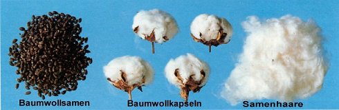 Abb.3: Baumwolle [Blume et al. 1996]