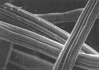 Abb. 9: Faserstruktur der Celluloseunter dem Elektronenmikroskop [Blume et al. 1996]