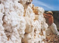 Abb.1: Baumwolle und Holz als Rohstoffe [Blume et al. 1996]