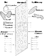 Abb. 38: Dialysemembran [Kütemeyer 2000]