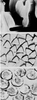 Abb. 35: Faserquerschnitte,<br> mikroskopische Aufnahme [Schulz 2000]