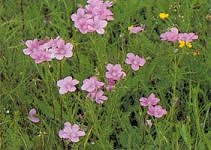 Abb.2: Flachsblüte und -ernte [Blume et al. 1996]