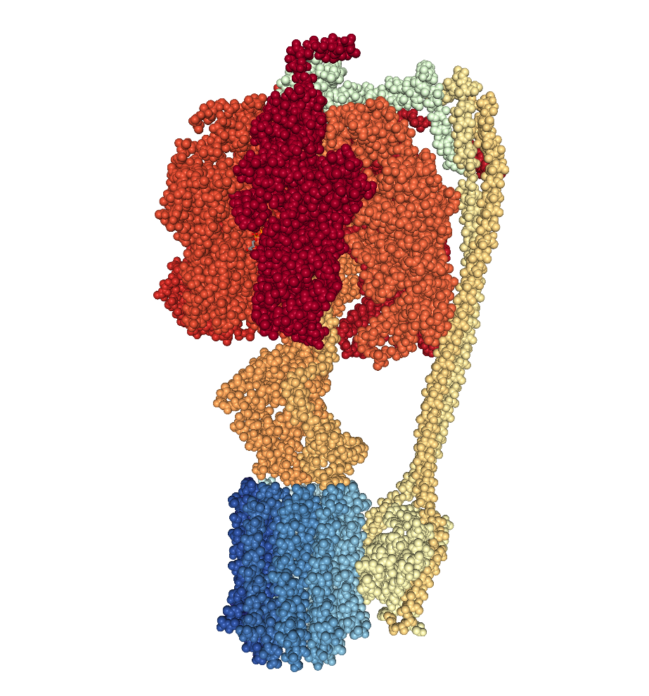 ATP Synthase