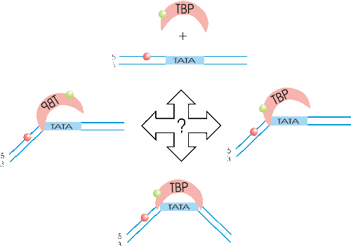 TBP pathway